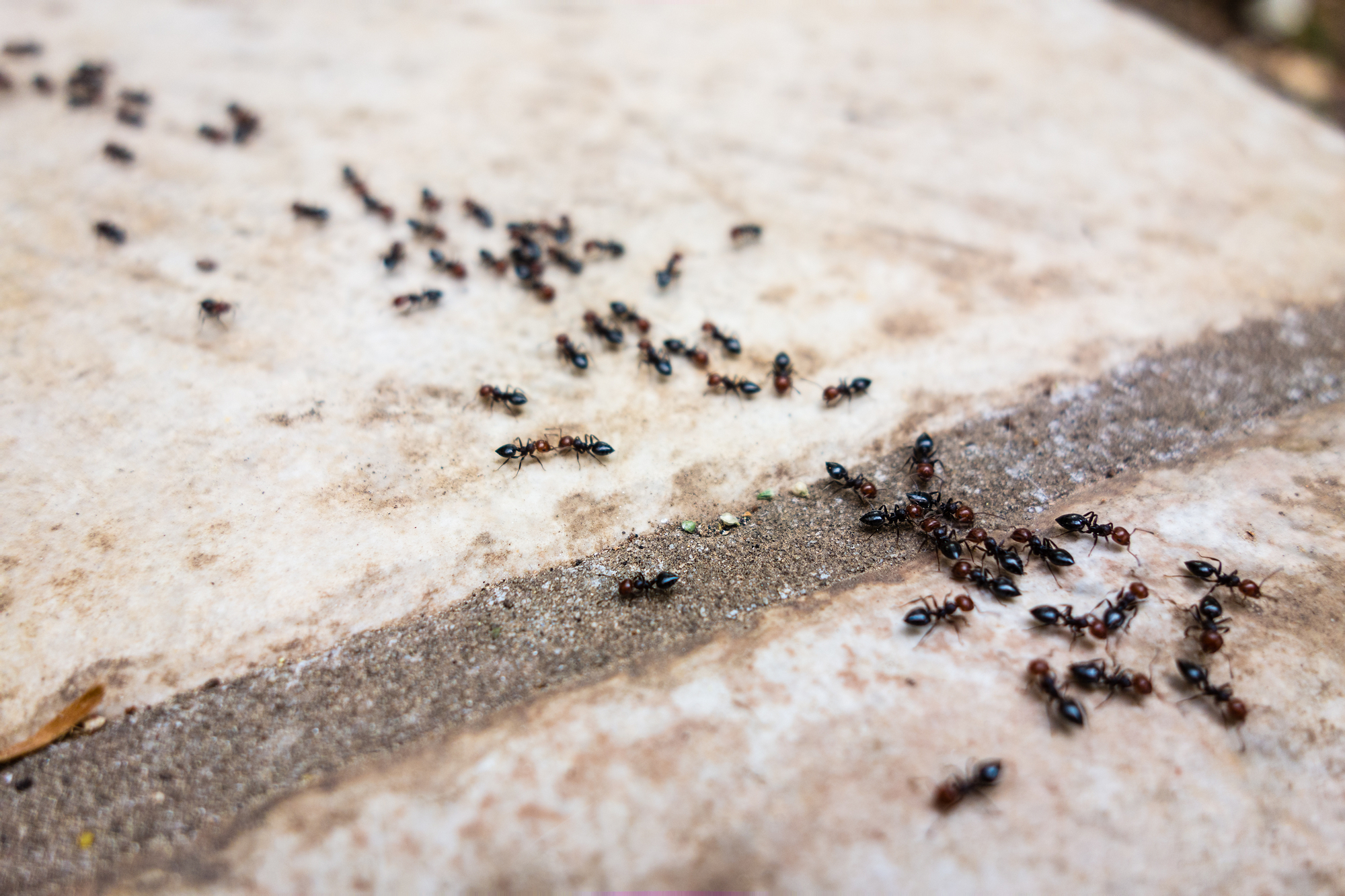 Ants Ants