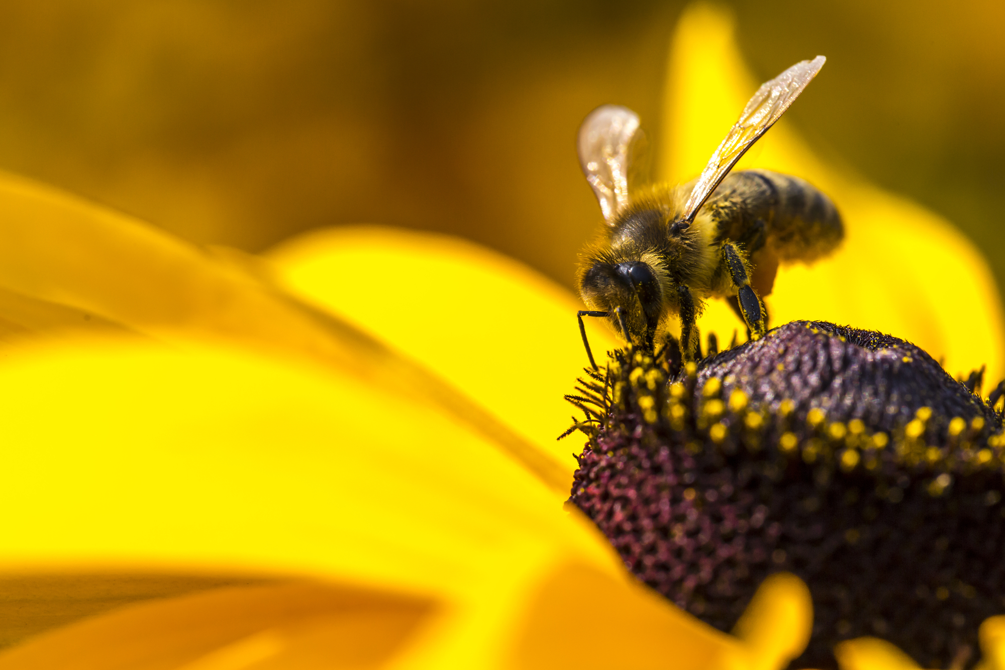 Bee on a Flower Bee on a Flower