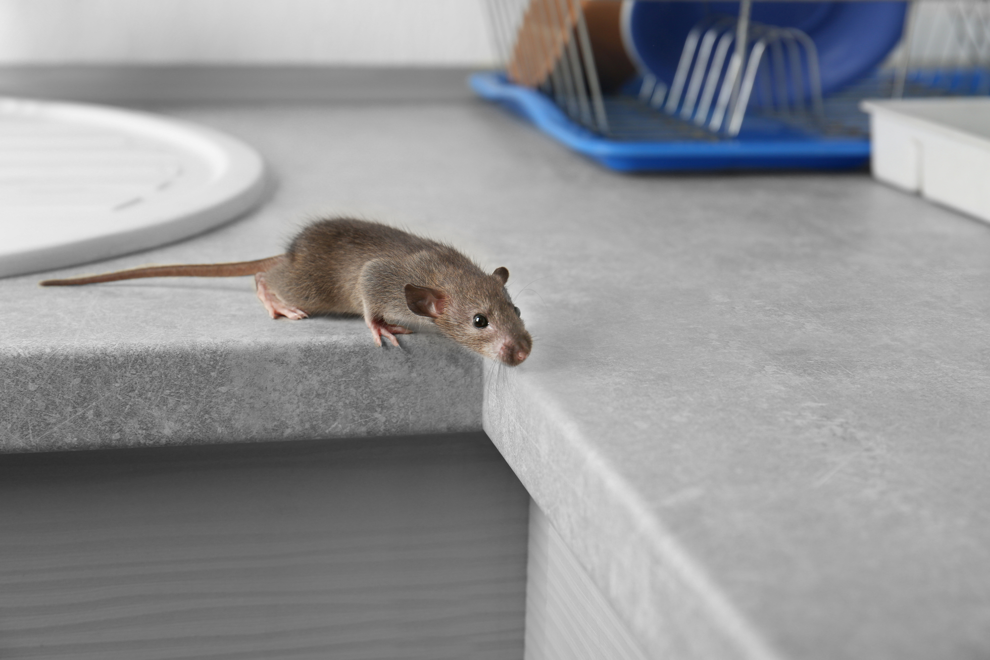 Rat on a Counter