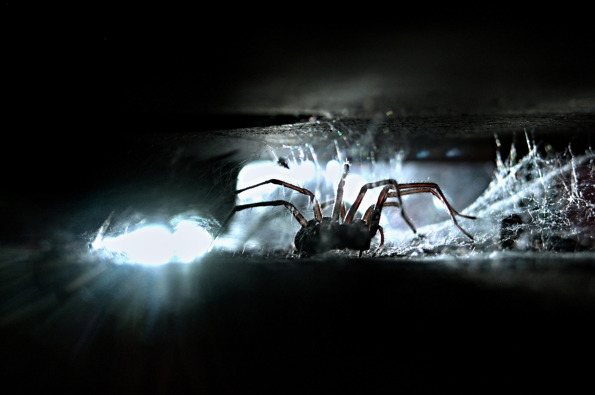 Spider Spider